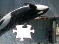 Killer whale