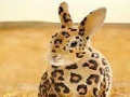 Spotted rabbit slide puzzle