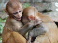Baby Monkeys Slider Puzzle