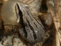 Puzzle with Western frog