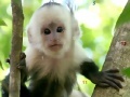 Monkeys hidden numbers