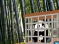 Wow escape: The tiny panda