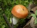 Forest mushroom