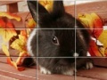 Puzzles Grey Rabbits