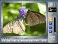 Butterfly - FindTheAlphabets