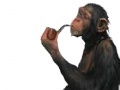 Monkey with a pipe