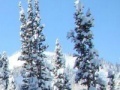 Hidden targets snowy forest