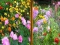 Flowers Similarities