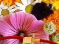 Hidden Honey Bee