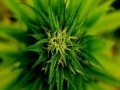 Marijuana Plant Slider