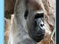 Apes jigsaw