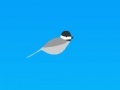 Trampoline chickadee