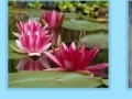 Aquatic Plants Jigsaw