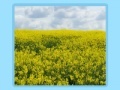Flower fields Jigsaw