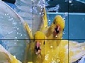Three canary slide puzzle