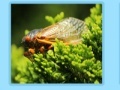Cicida Jigsaw
