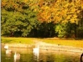 Jigsaw: Autumn Pond