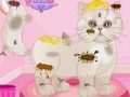 Persian cat princess spa salon