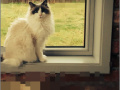 RePixel Find a Cat 