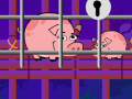 Miniature Pig Escape