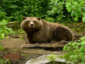 Bavarian Forest Escape