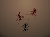 Ants Arena