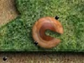 Eggs Escape