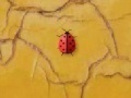 Time 4 ladybug