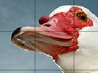 Red beak