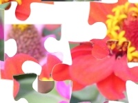 Flowers 2