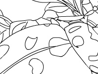 Garden beetle