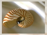Sea shell