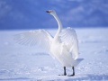 Graceful Swans