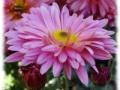Jiggsaw: Pink flower