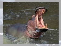 Hippo 2
