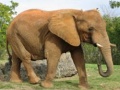 Animals Jigsaw Puzzle - Elephants