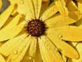 Flower Petals Raindrop Jigsaw