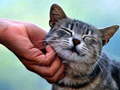 Tickling Cat