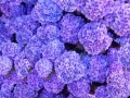 Hidden Stars Flowers