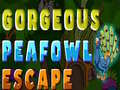 Gorgeous Peafowl Escape