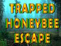 Trapped Honeybee Escape