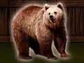 Save The Grizzly Bear