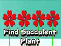 Find Succulent Plant