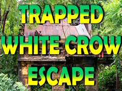 Trapped White Crow Escape