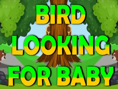 Bird Looking For Baby