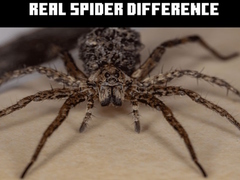 Real Spider Difference