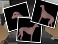 Greyhound Tycoon