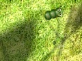Caterpillar