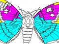 Coloring 5 butterfly