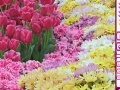 Hidden Hearts - Spring Flowers